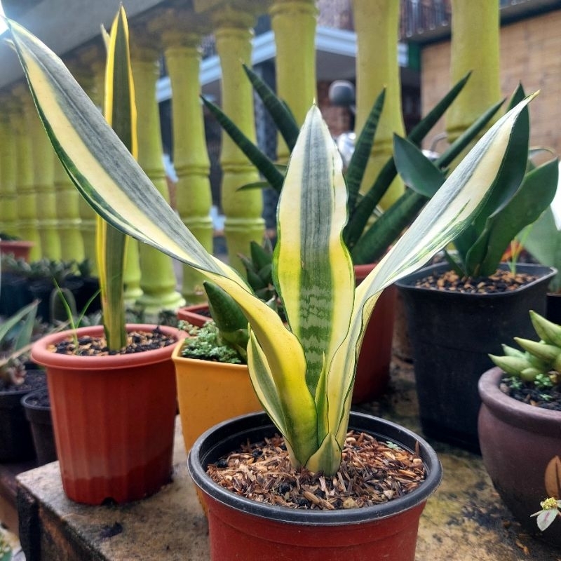sansevieria sansevera sanseviera sansivera lidah mertua GOLDEN ASAHI