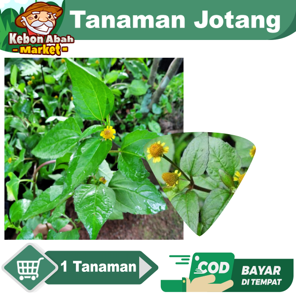 Tanaman Jotang Harga Satuan