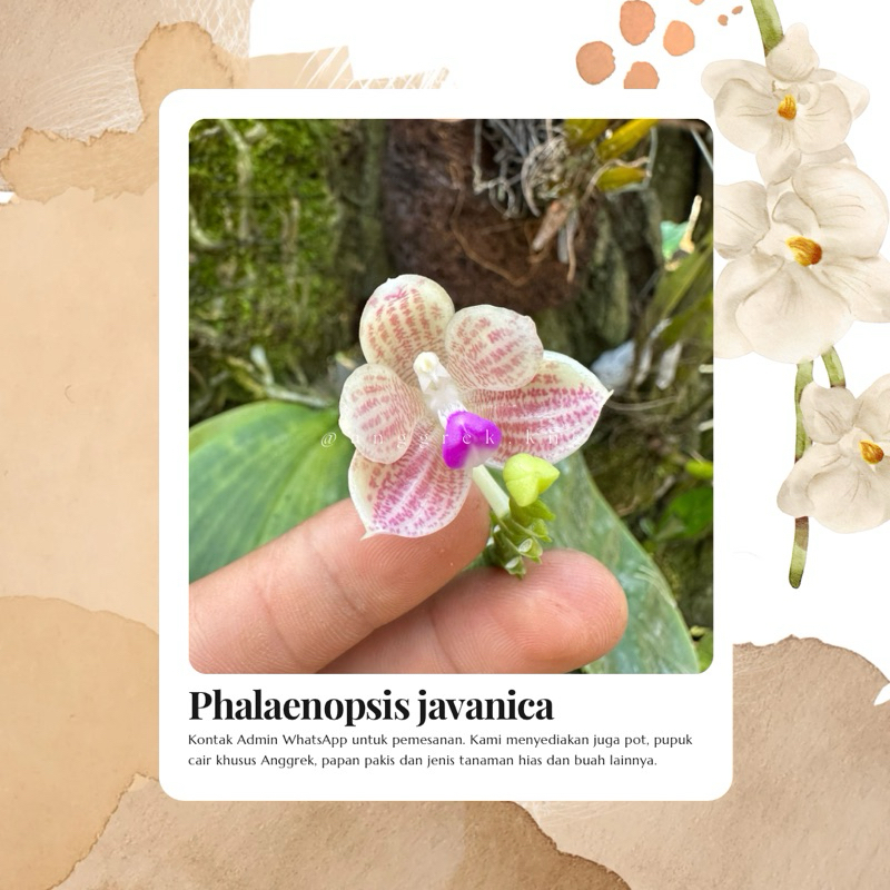 Phalaenopsis javanica anggrek phalaenopsis spesies asli bukan hybrid