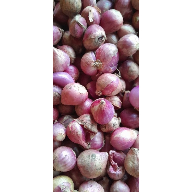 

Brambang jawa tanggung 250gr