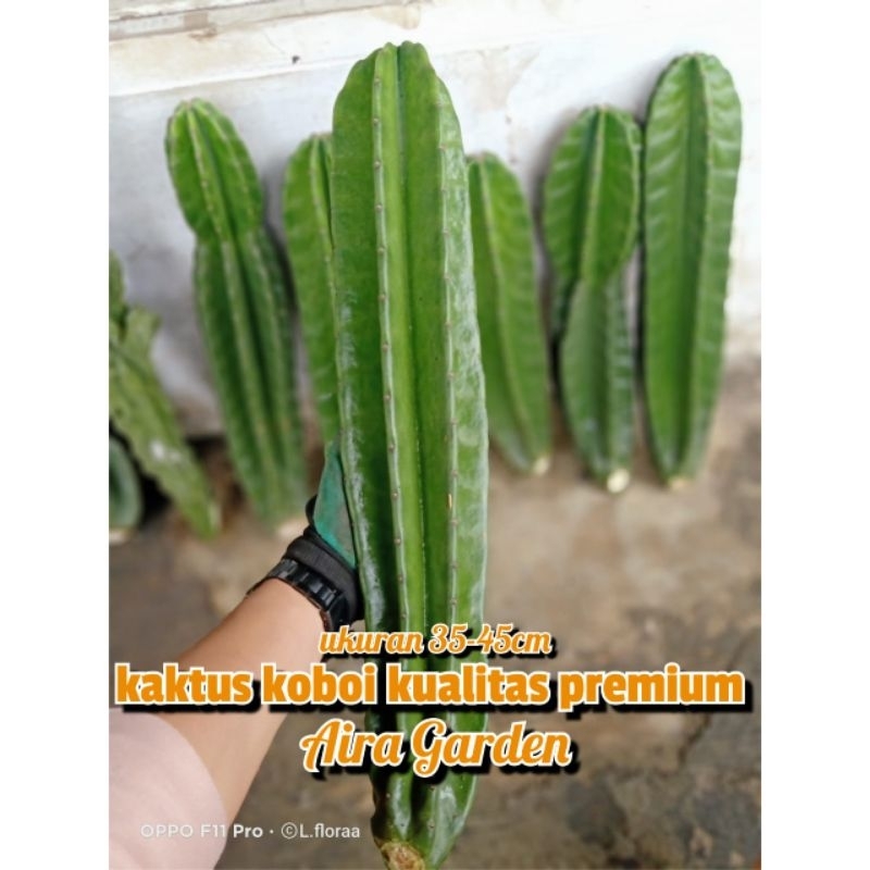 Tanaman Hias Kaktus Koboi TANPA DURI / Pohon kaktus Koboy / Bunga Hias Kaktus Hidup / Cactus coboy /