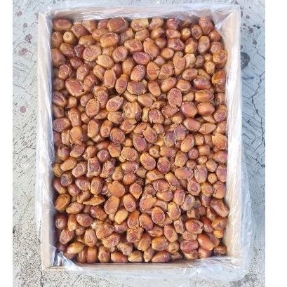 kurma zahidi Barari 10kg, termurah