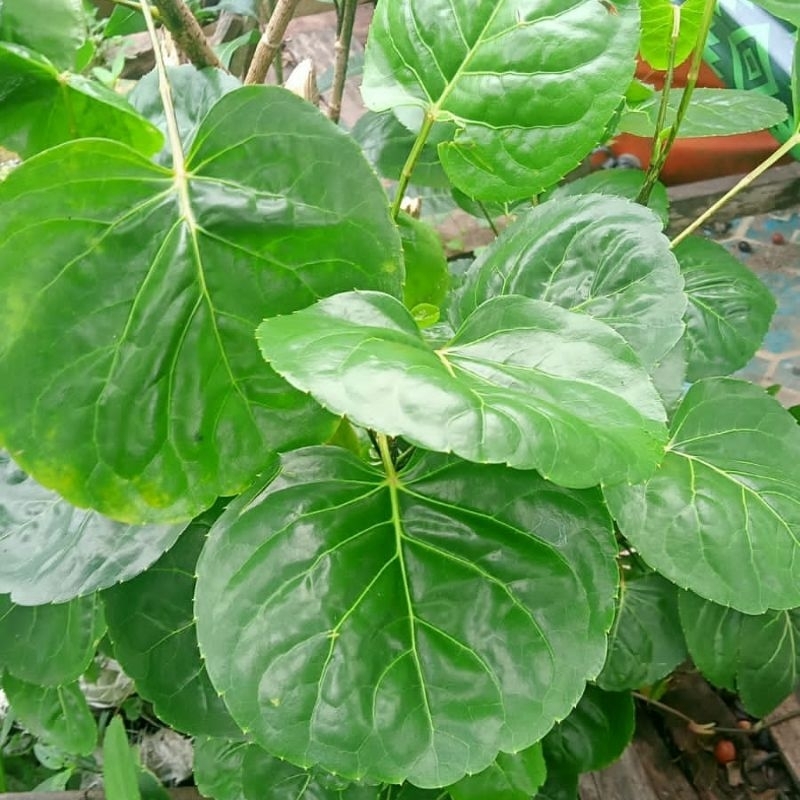 

10 lembar, Daun Mangkokan Segar Herbal Rambut Rontok