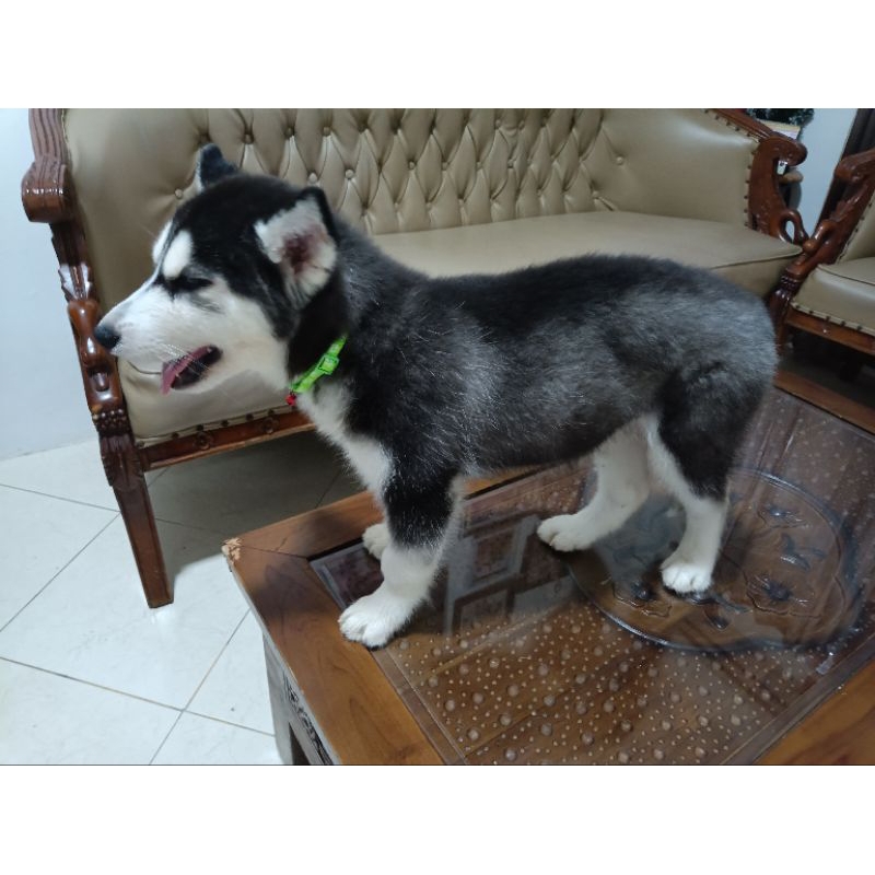 DIJUAL CEPAT Mainan Husky Puppy