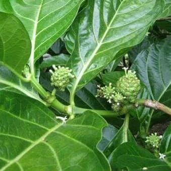 

DAUN MENGKUDU / DAUN PACE 50 LEMBAR asli fresh