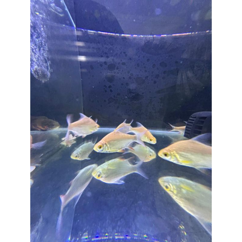 kaviat size 3-4 jari  ikan hias caviat tankmate pelet ikan kaviat albino tank mate