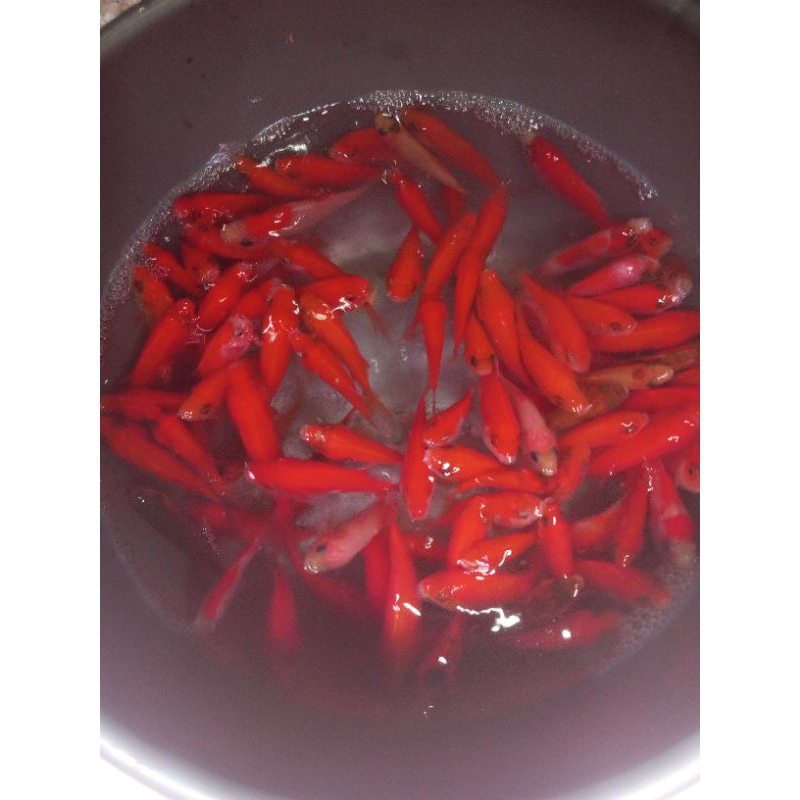 bibit ikan mas merah literan pakan ikan predator