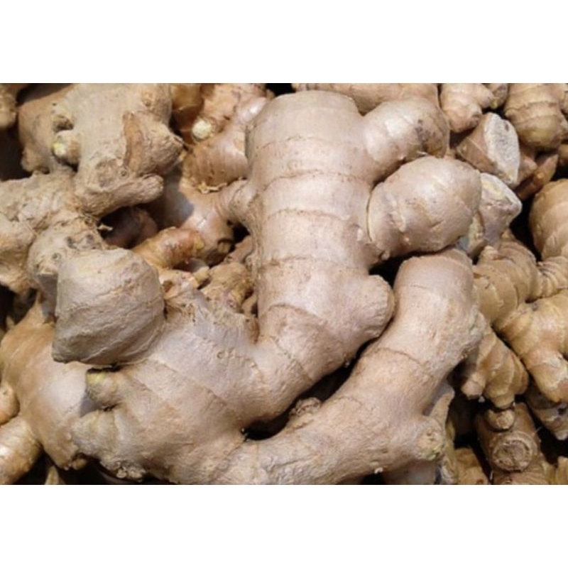 

Jahe fresh di kebun