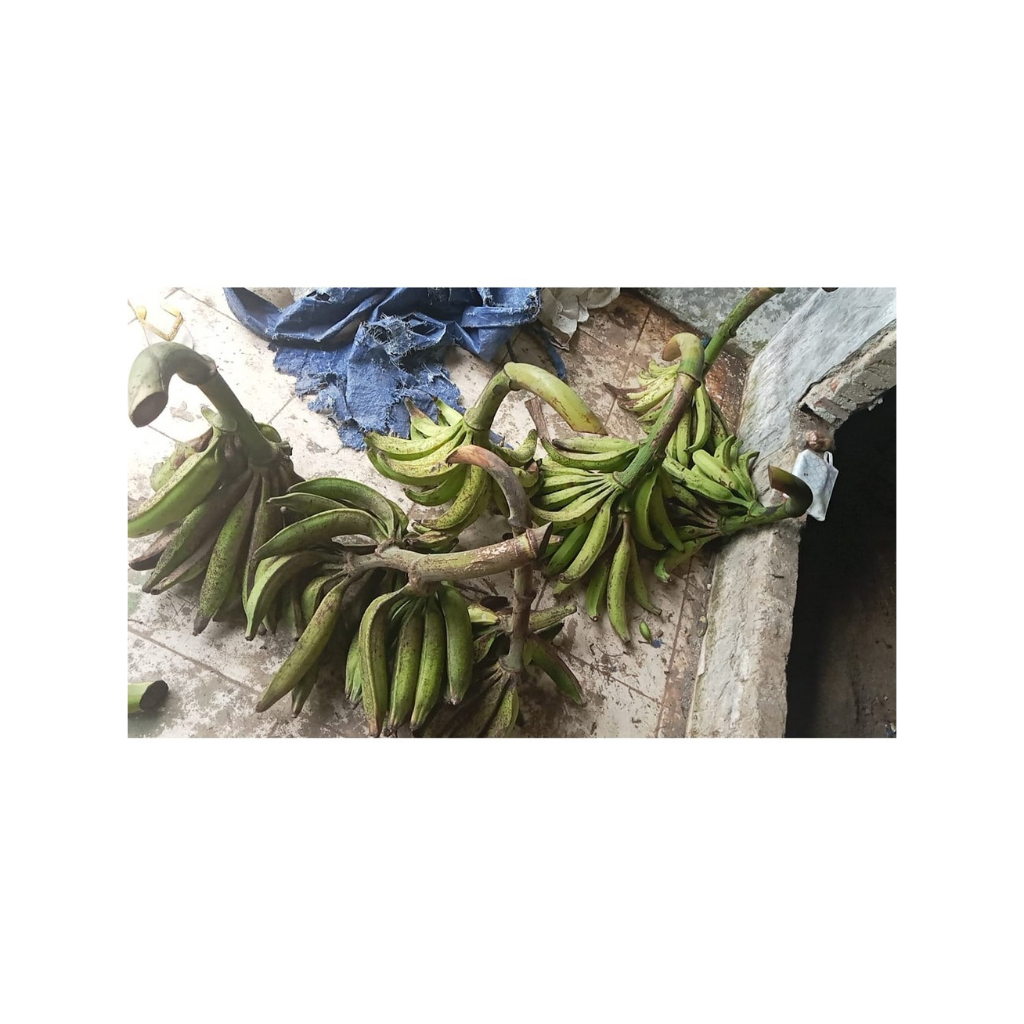 

PISANG TANDUK MADU BIJIAN