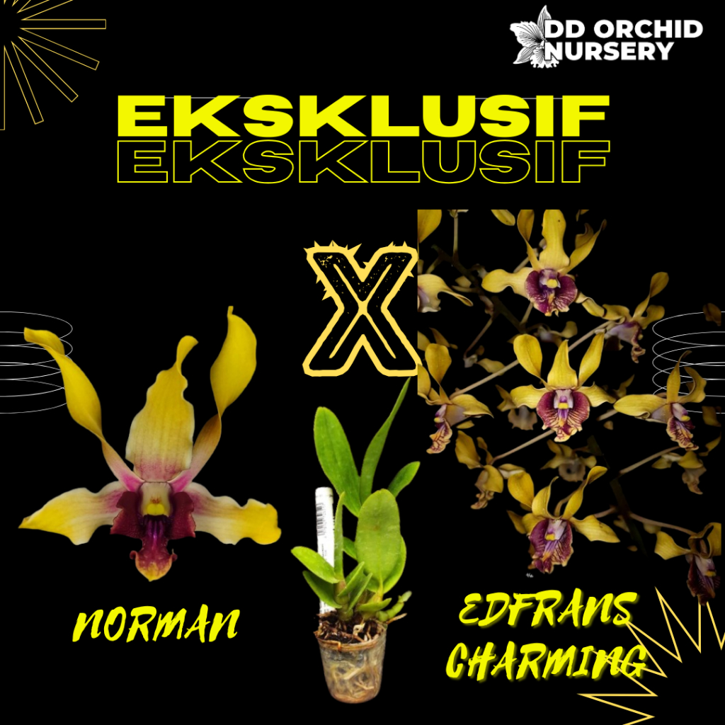 DD Orchid Seedling Anggrek Dendrobium Norman X Den. Edfrans Charming