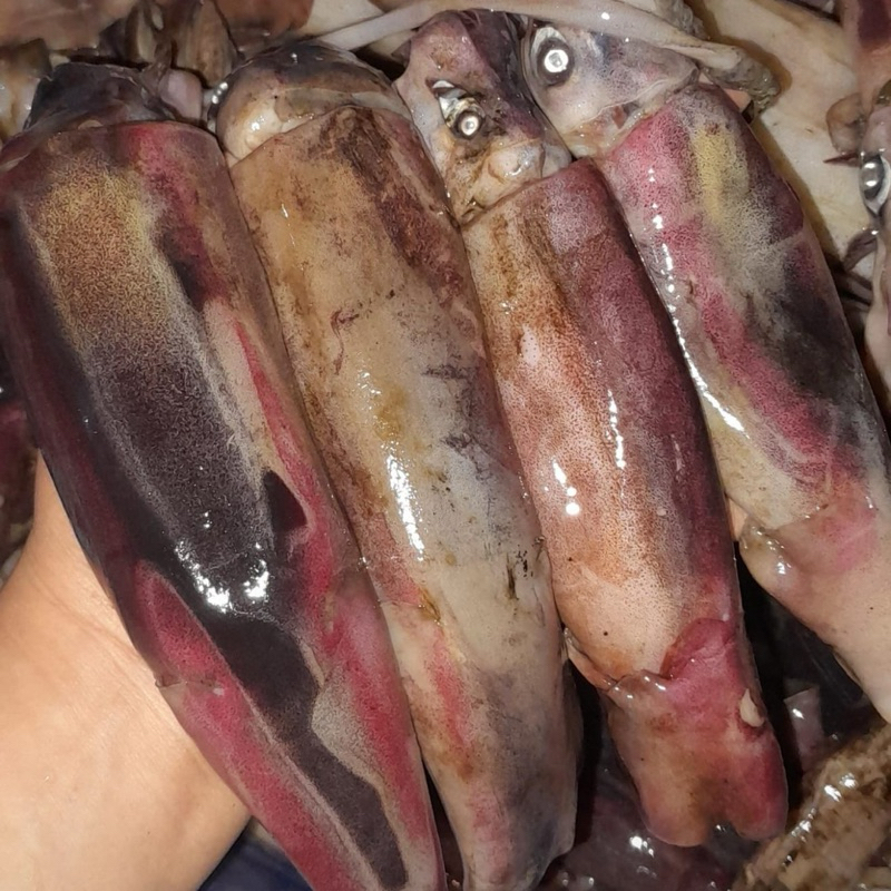 

CUMI KONDOM FROZEN 1kg