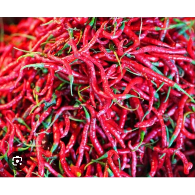 

Cabe merah gunung ( Brastagi)