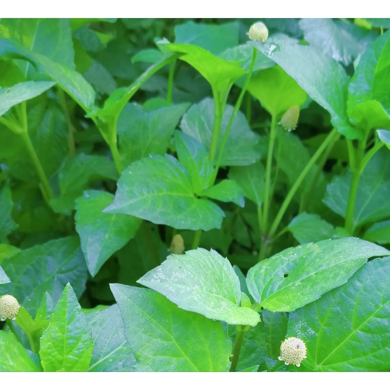 

250gr daun jotang pres petik langsung saat di pesan