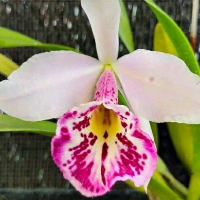 anggrek cattleya rhyncolaelio dewasa spike+pot angrek catlea putih lidah pink Niming tanaman hias