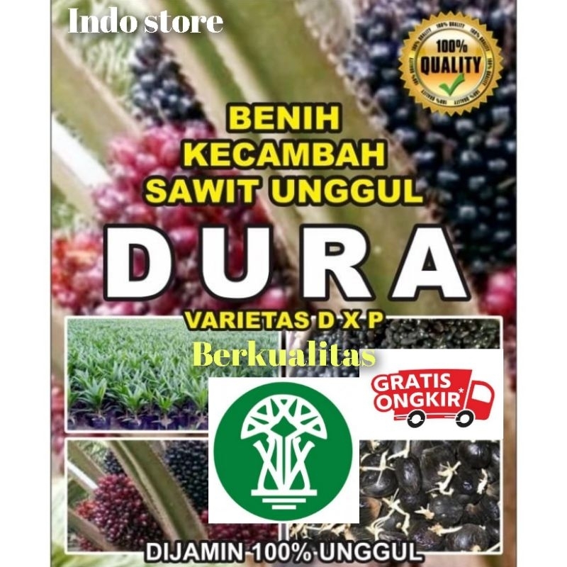 Bibit Benih Kecambah Sawit DXP DURA (250 butir)