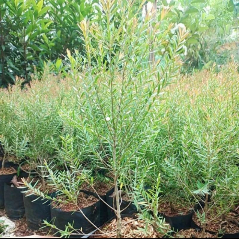 Tanaman kayu putih mini micro