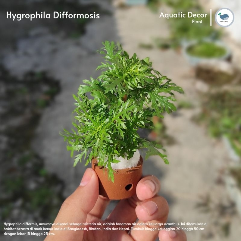 POT TANAMAN AQUASCAPE LOW CO2|Tanaman Aquascape