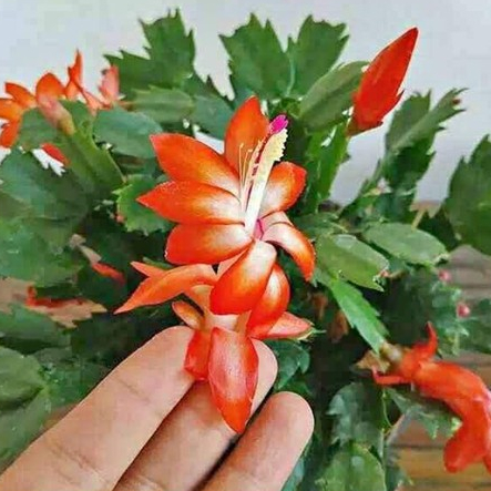 BIBIT TANAMAN HIAS BUNGA WIJAYA KUSUMA KEPITING MERAH MURAH ASLI TERUNGGUL