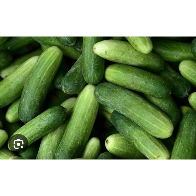 

TIMUN