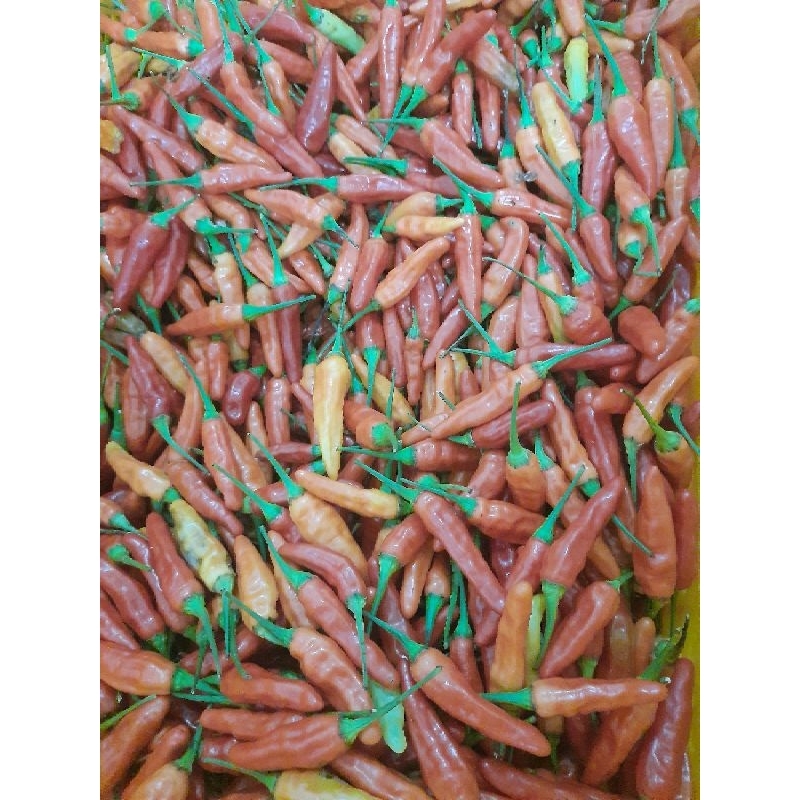 

cabe rawit merah ori