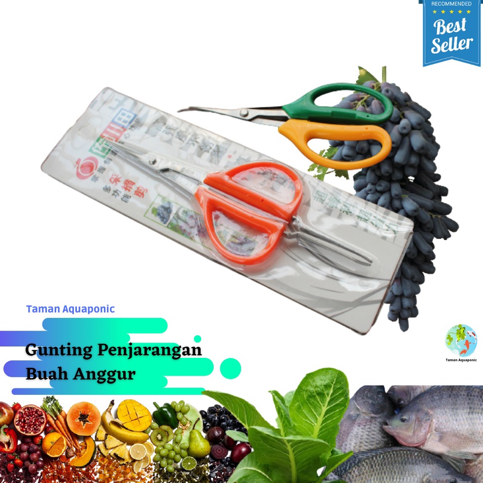 

Gunting Penjarangan Buah Anggur ART W4S4