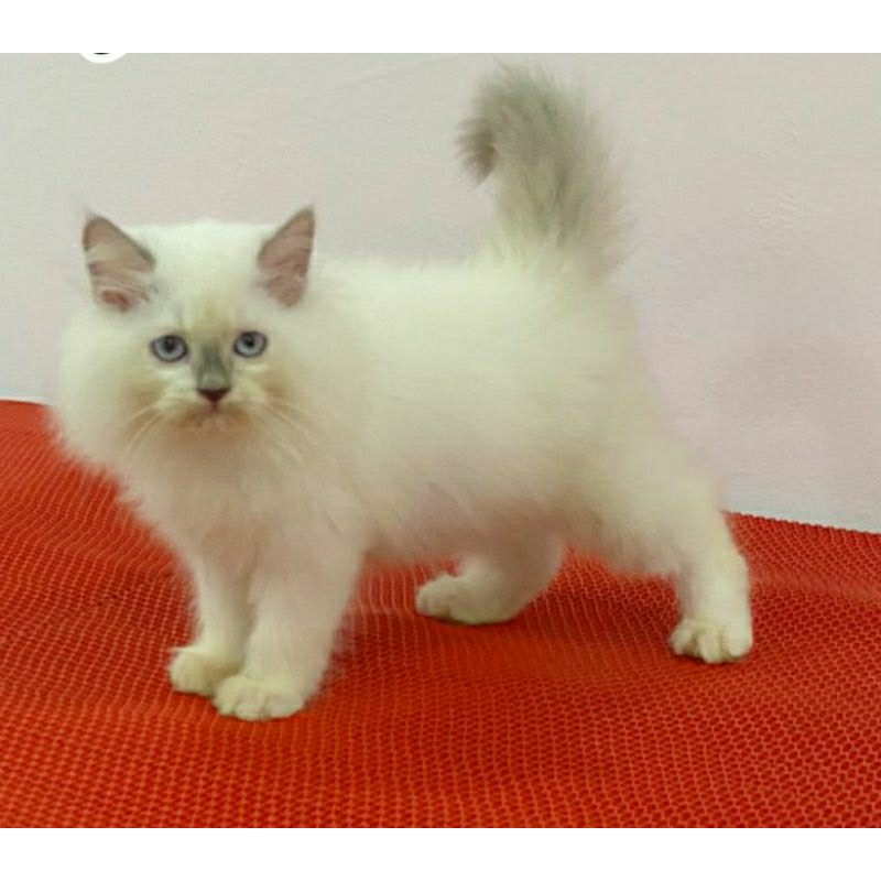 Kucing kitten Himalaya jantan