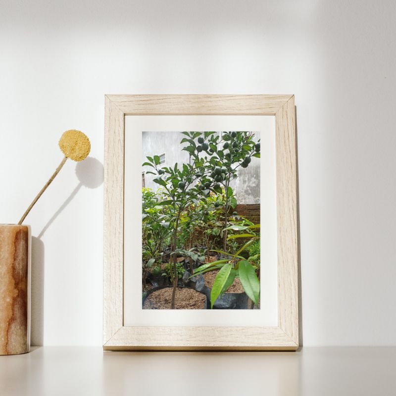 Bibit buah jeruk santang madu hijau kondisi berbuah