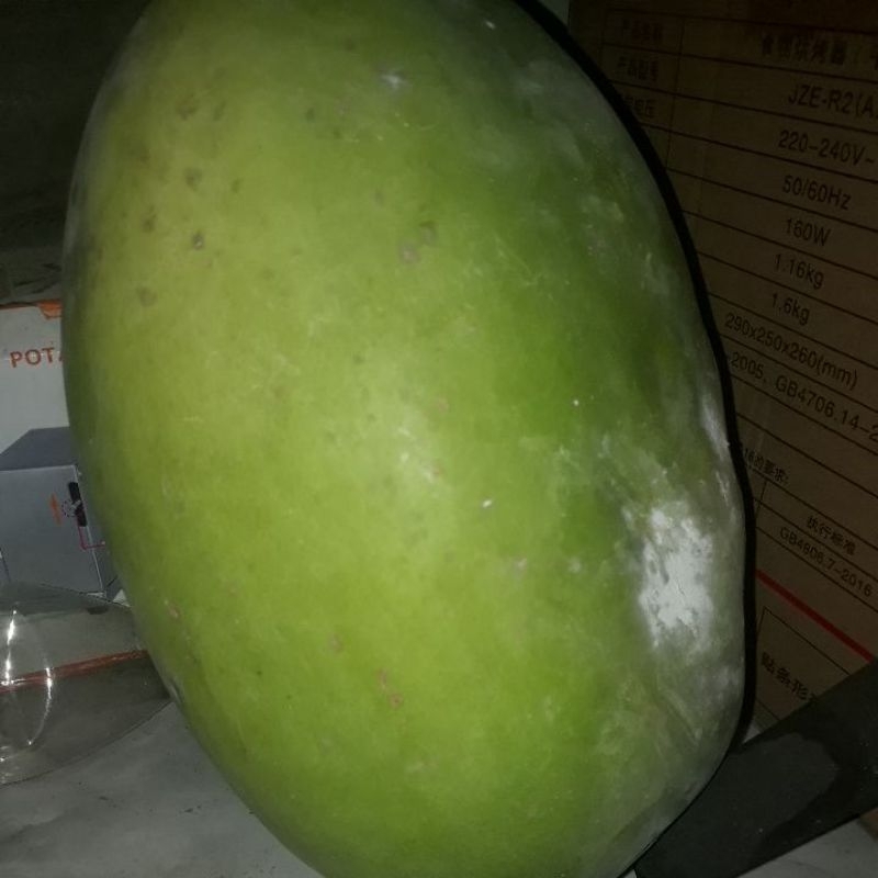 

Buah Labu Air Bligo atau Kondur Segar