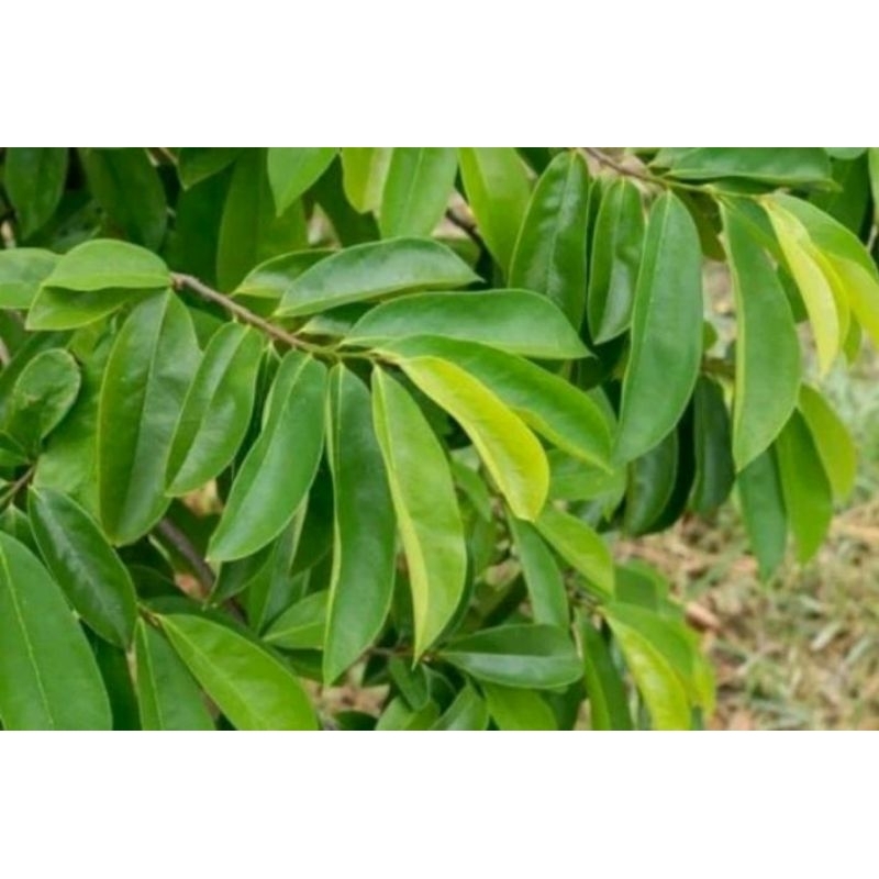 

Daun Sirsak/Nangka Sirsak 10 Lembar