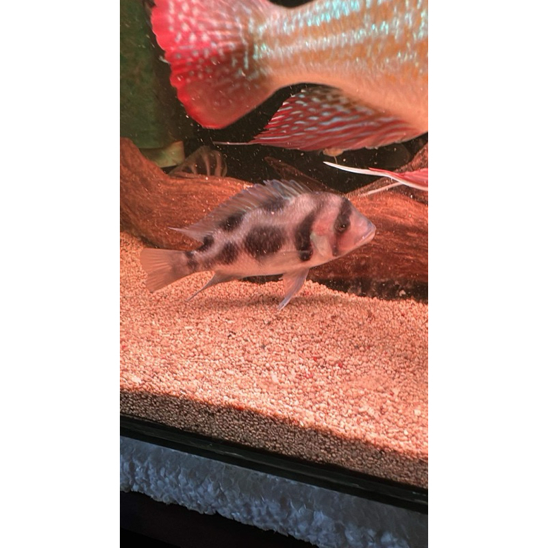 frontosa black widow