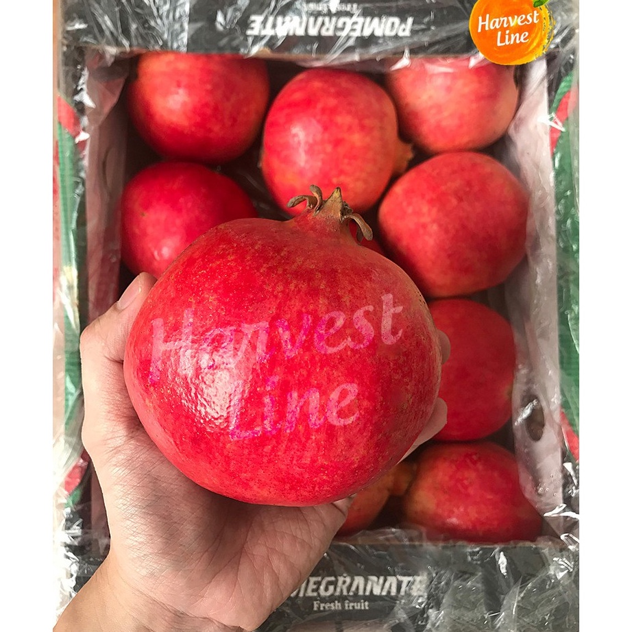 

Penjualan TerbaikCOD BUAH DELIMA MERAH IMPORT POMEGRANATE JUMBO IMPOR HARVEST LINE