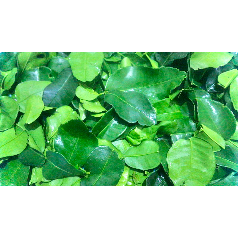 

DAUN JERUK ASLI SIAP TABUR | 25 GRAM