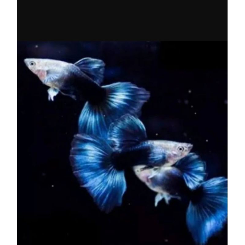 ikan Guppy Hb blue