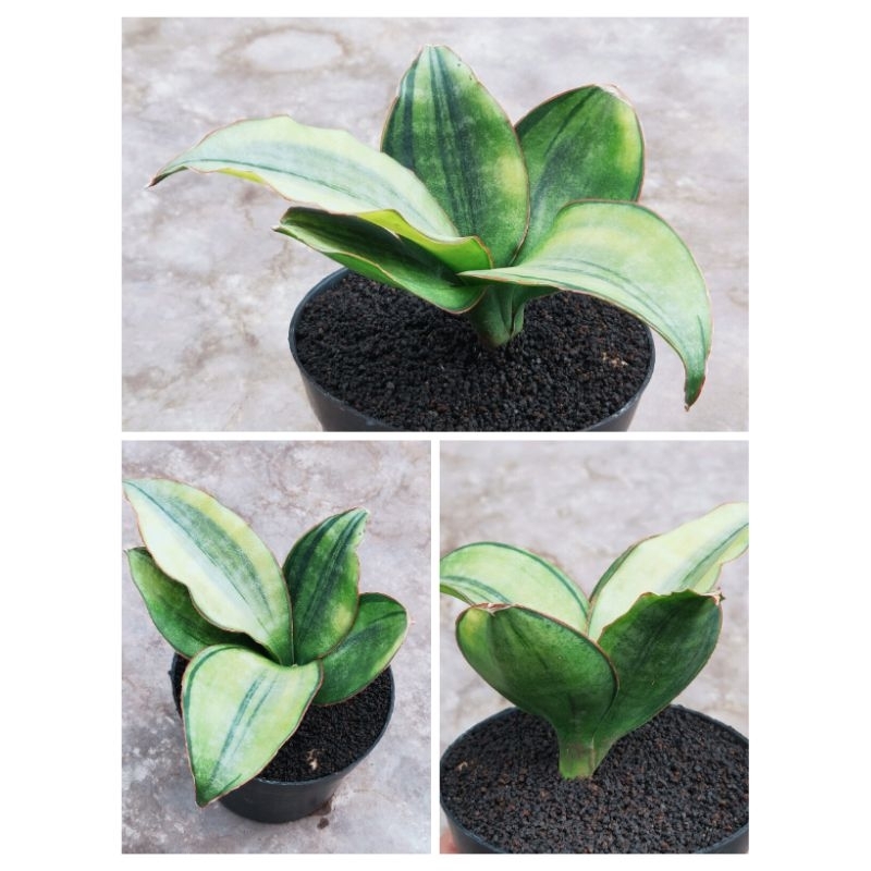 sansevieria varigata koleksi