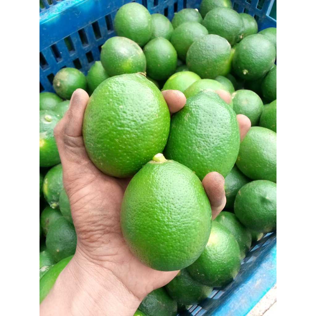 

Jeruk lemon California hijau super segar fresh jumbo 1Kg