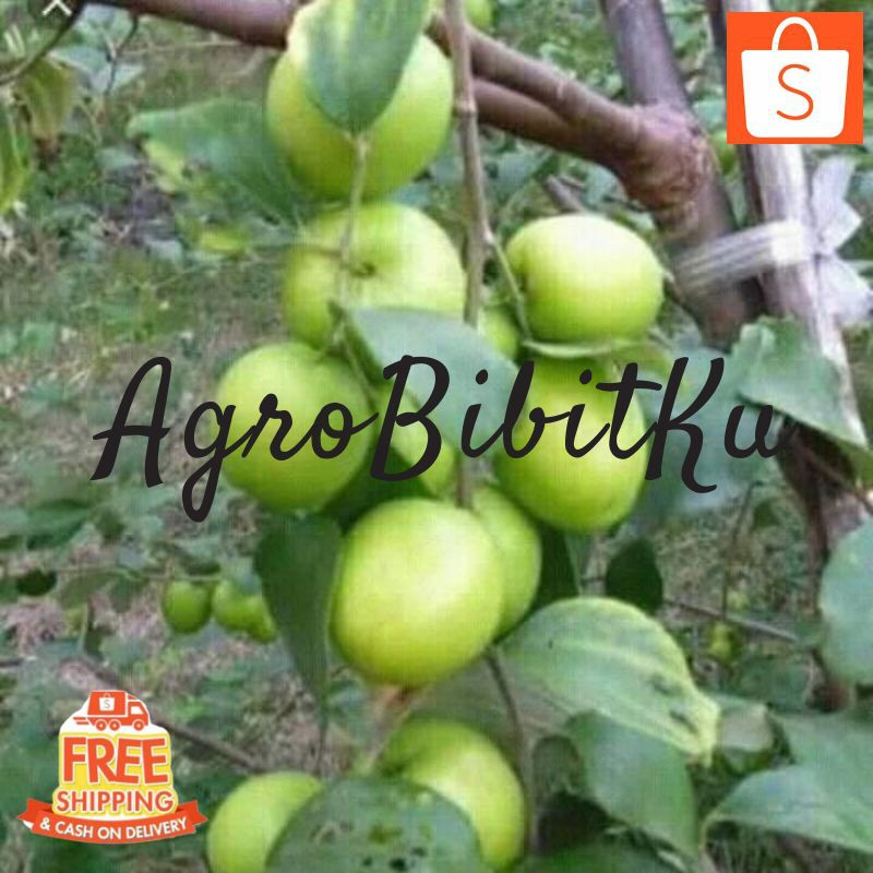 BIBIT TANAMAN BUAH APEL PUTSA APEL FUTSA INDIA KONDISI SUDAH BERBUNGA