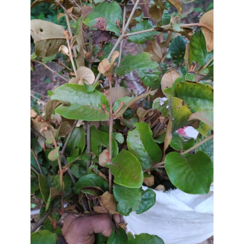 

Benalu jeruk Segar 500(GRAM)