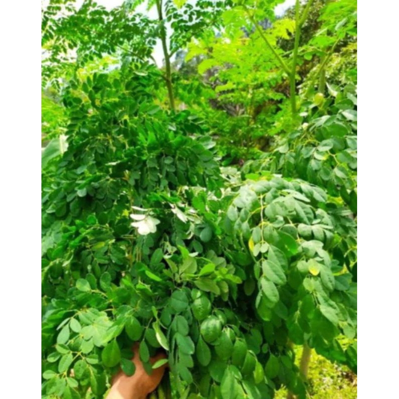 

DAUN KELOR SEGARR 500GRAM