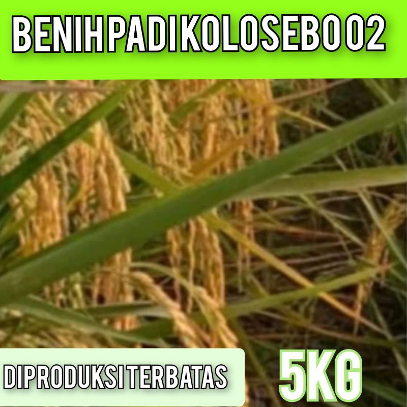 Benih Padi Kolosebo 02