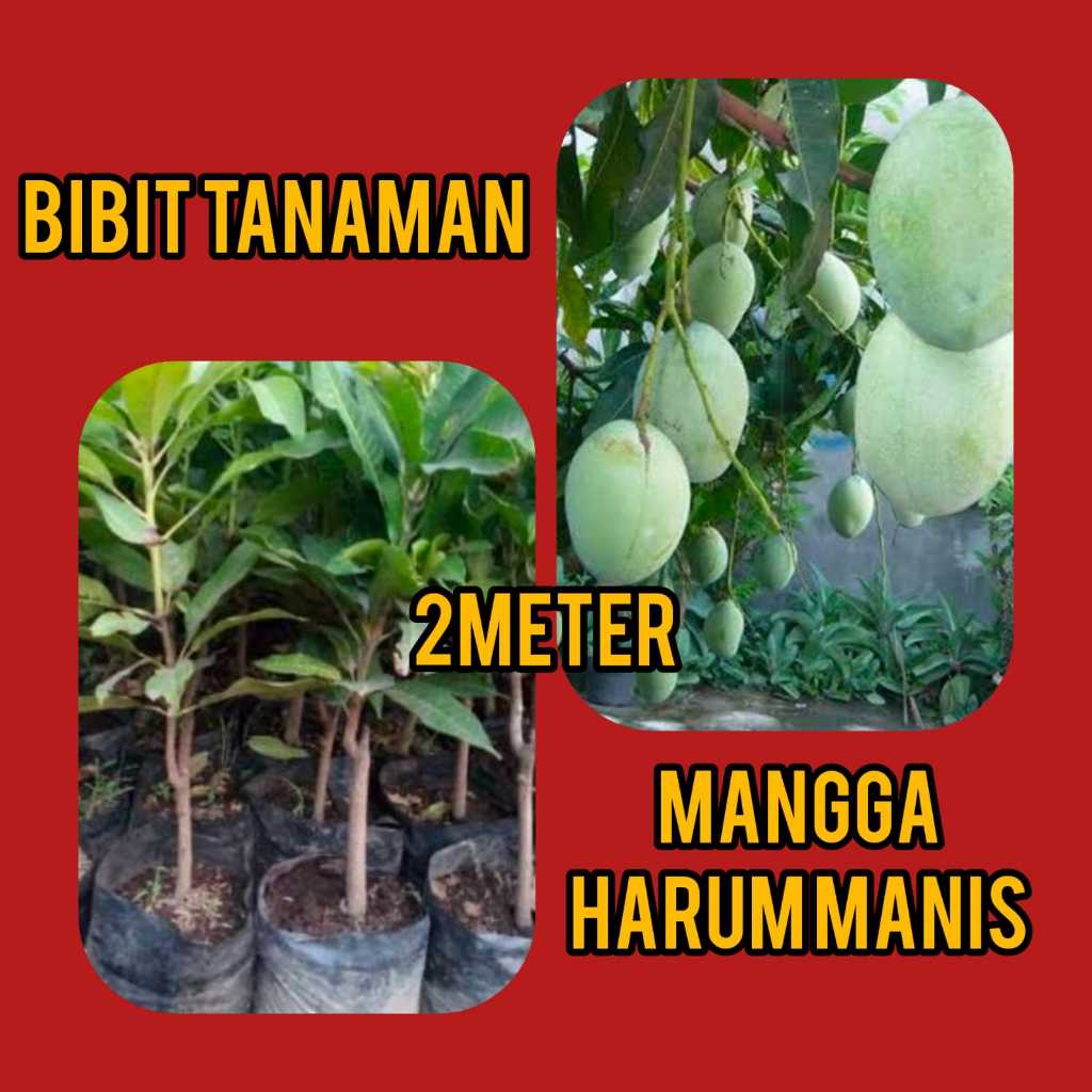 Bibit Mangga Harum Manis 2 Meter Batang Seukuran Stang Motor