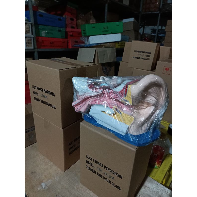 

alat peraga model telinga. telinga 3 dimensi. telinga fiberglass