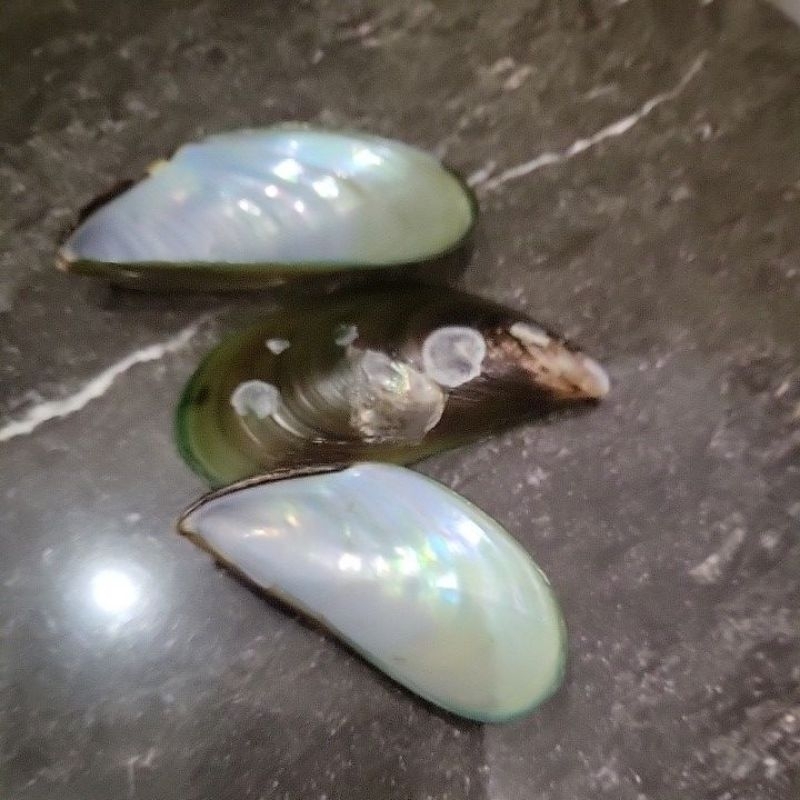 cangkang kerang hijau.cangkang muscle