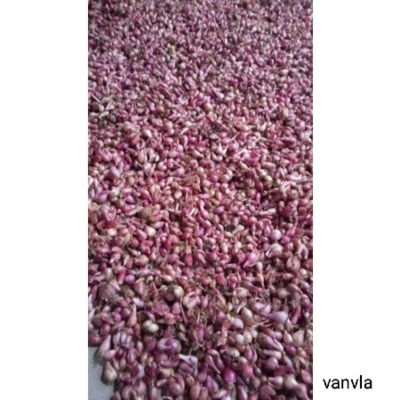 

BAWANG MERAH KECILAN PROMO 1.KG