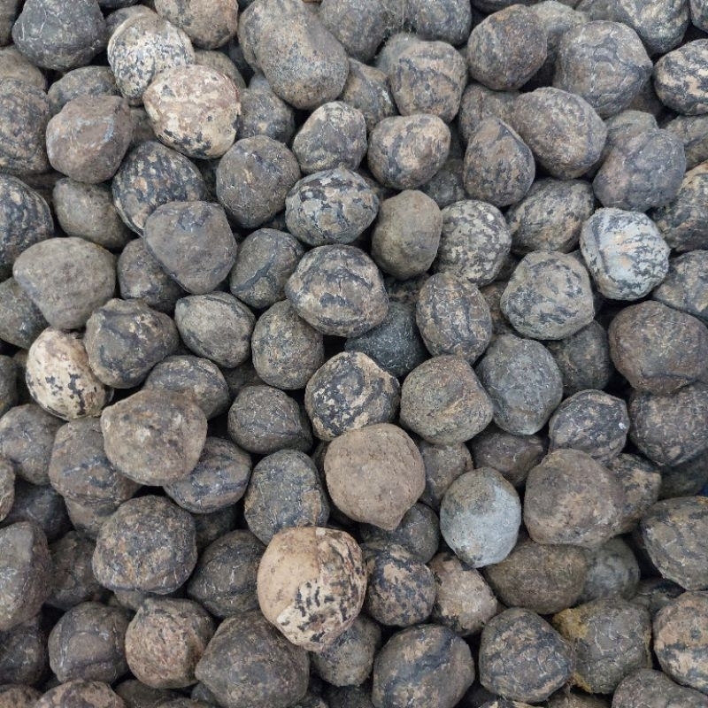 

500gr Kemiri Cangkang