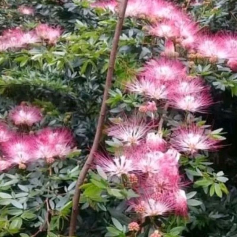 Bibit kaliandra bunga pink