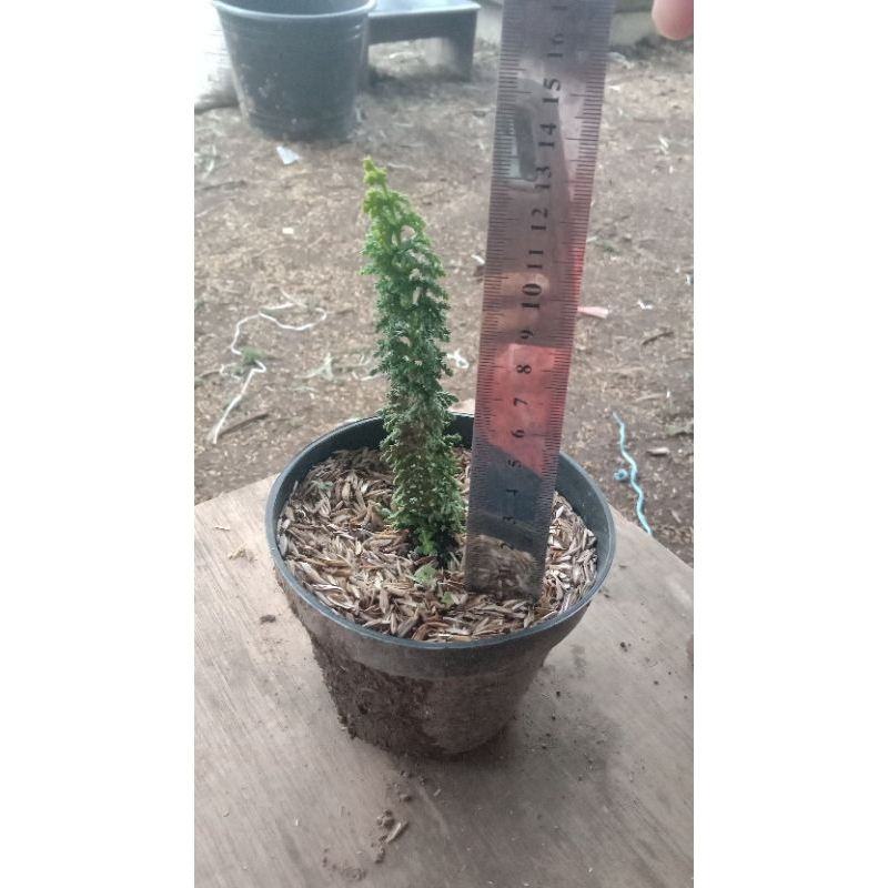 Bibit Bonsai Cemara Sekka Inoki / Sekka Hinoki