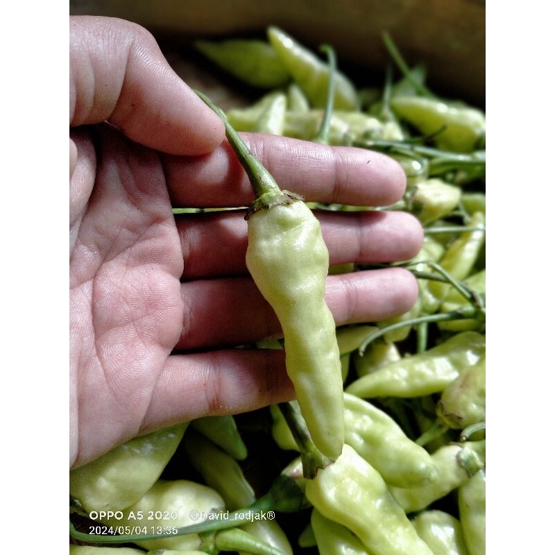 

[TERLARIS|TERMURAH] CABAI HIJAU FRESH unduh setiap hari. panenan sendiri asli hijau tua