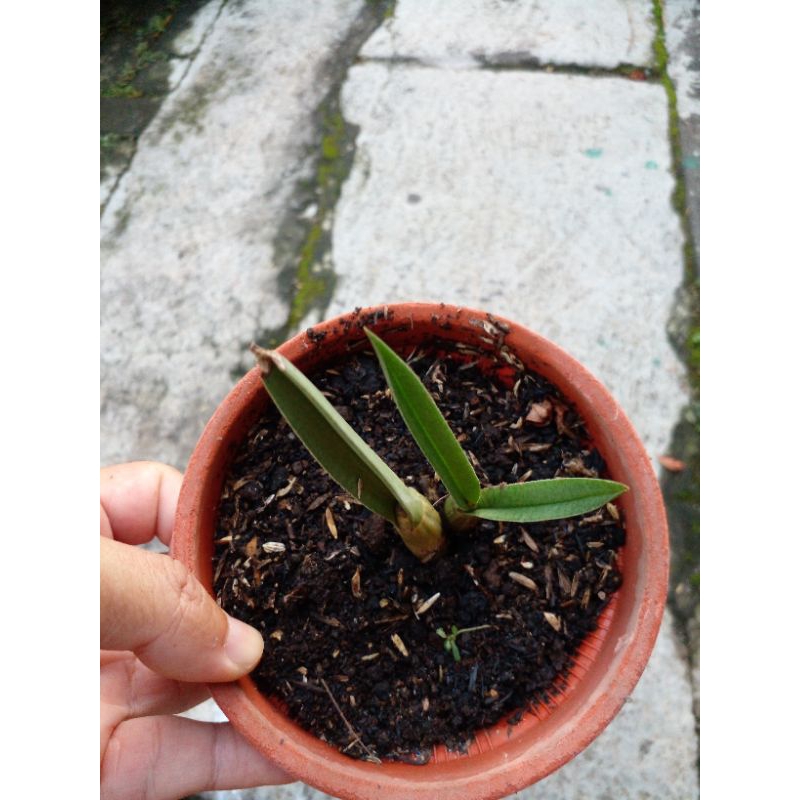 eulophia petersii(anggrek gurun)