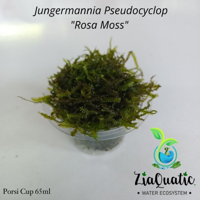 Mini Rosamoss "Rare" Porsi Cup 65ml - Tanaman Aquascape Aquarium Moss/Lumut