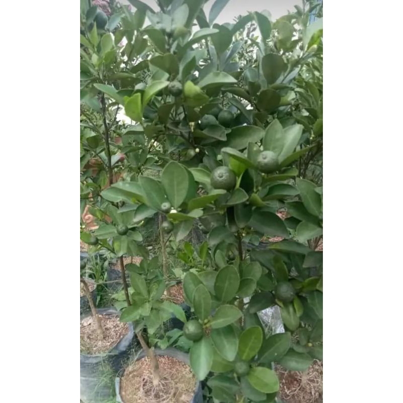 

jeruk kunci/ jeruk kunci buah